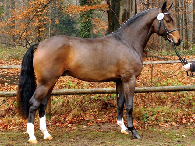 westphalian horse
